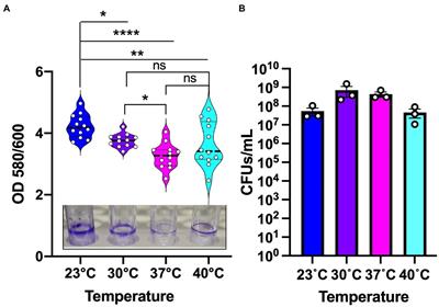 Temperature-specific adaptations and genetic requirements in a biofilm formed by Pseudomonas aeruginosa